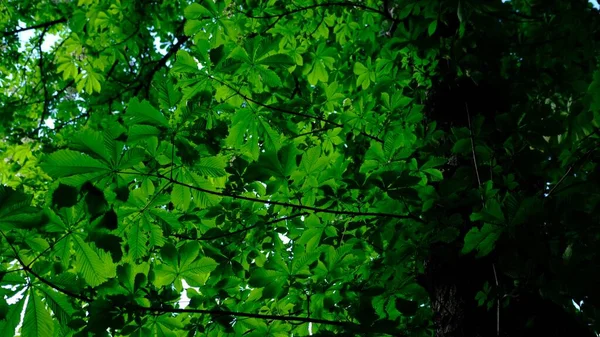 Zielony Kasztan Liście Pięknym Słońcu Drżące Przez Wiatr Wiosną — Zdjęcie stockowe