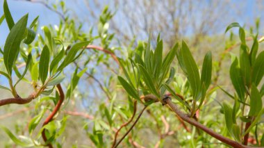 Yeşil çalı. Yeşil yapraklar arka plan. Mavi gökyüzü.