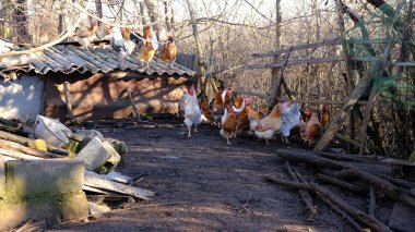Köydeki çiftlikte gündüz vakti horozlar ve tavuklar. Ev Tavukları, Köy Tavukları. Doğal tavuklar..