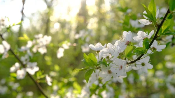 Close up of beautiful white flowers of fruit tree against blurred background on sunny spring day, selective focus. Spring background with fruits tree blooming.