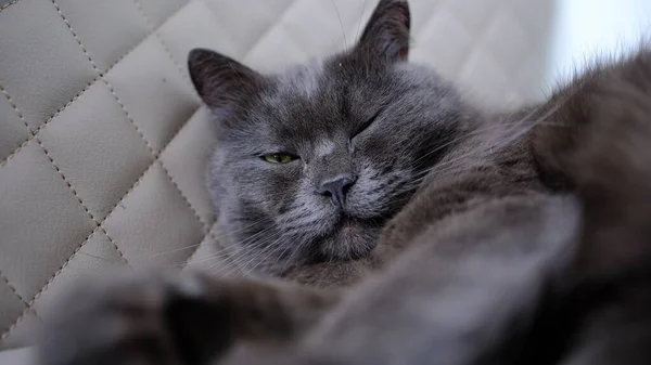 Lazy British Short Hair cat stretches while napping on a couch in a flat where a beige leather can be seen on the background.