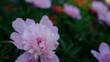 Çiçeklere yakın çekim pembe şakayıklar. Katalog ya da internet mağazası için güzel şakayık çiçekleri. Çiçek dükkanı konsepti. Taze kesilmiş güzel bir buket. Çiçekler geldi.