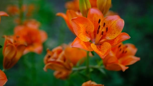 Schöne Blüte Der Orangenlilie Garten Einem Sommertag Lilium Tigrinum Orangenlilie — Stockvideo