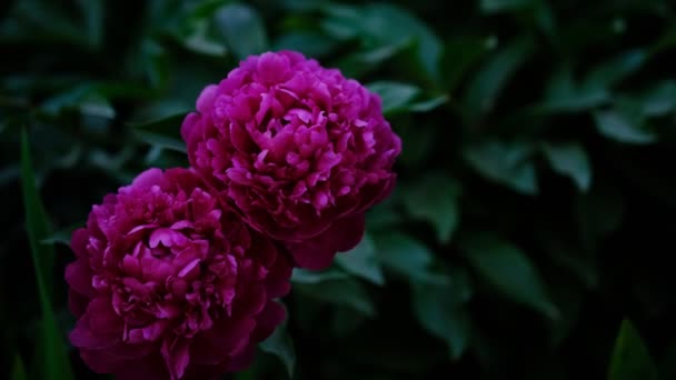 Primer Plano Una Hermosa Flor Peonía Púrpura Flor Peonía Púrpura — Vídeos de Stock