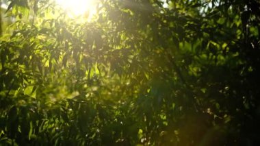 Kenarları yeşil yapraklı bir çalı bahar güneşi tarafından aydınlatılır. Güneş ışınları yapraklarda oynar. Sade bir bahar yaşamı..