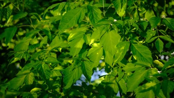 자리를 들쭉날쭉 잎으로 뒤덮인 관목은 태양의 조명을 태양의 작용하며 도살아 — 비디오