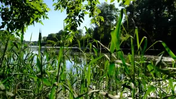 森林湖景 穿过芦苇丛林中的河流 — 图库视频影像