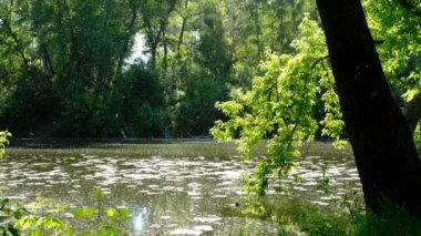 Kavak tüyü aşağı doğru uçuyor. Güneş tarafından aydınlatılıyor. Kavak, nehrin üzerinde yükselir.