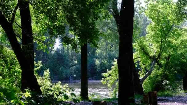Kavak Tüyü Aşağı Doğru Uçuyor Güneş Tarafından Aydınlatılıyor Kavak Nehrin — Stok video