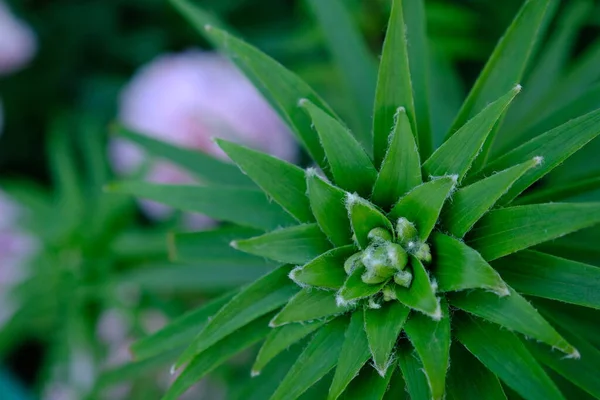 Lily Lililum Leaves Top View Macro Close Small Depth Field — Stock Photo, Image