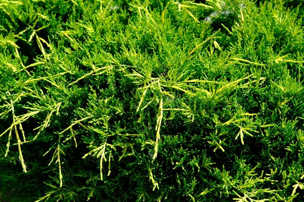 Plant Juniperus Horizontalis Background Garden Andorra Compact Close — Stock Photo, Image