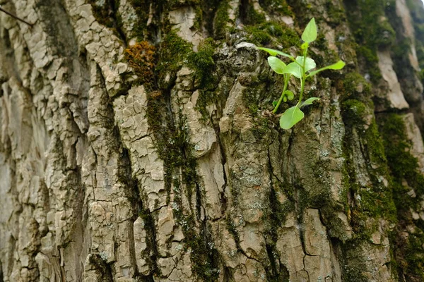 Mladá Větev Listy Roste Přímo Skrz Kůru Stromu Nový Koncept — Stock fotografie