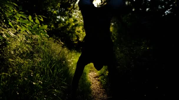男は日の出に森の中を歩いている — ストック動画