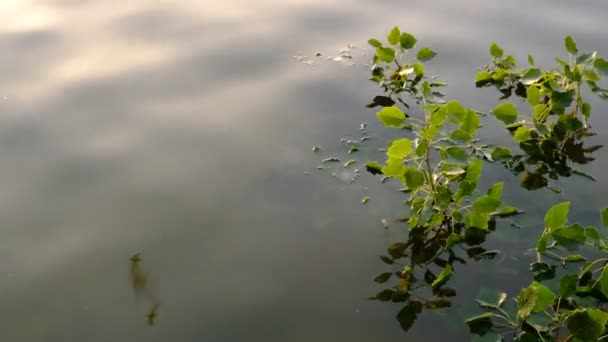 Гілки Воді Свіжим Зеленим Листям Над Водою Відпочинок Концепцією Води — стокове відео