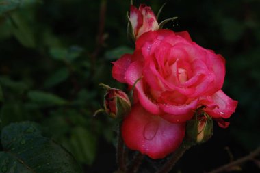 Su damlalı pembe gül ve arka planda mavi yeşil yapraklar.