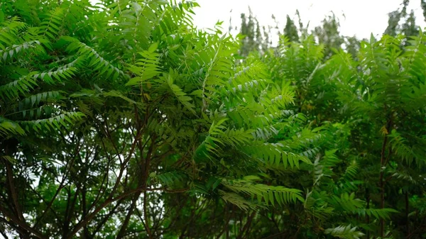 Tropical Background Green Tree Shaking Wind White Background — Stock Photo, Image
