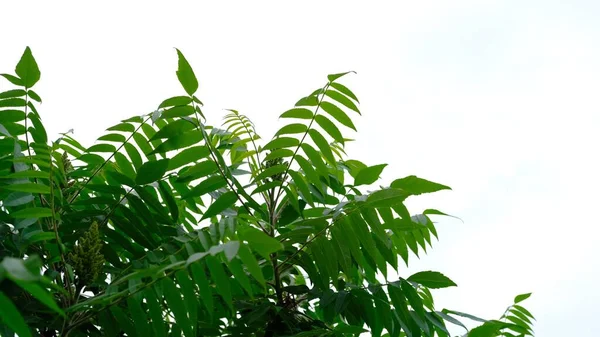 Fondo Tropical Árbol Verde Sacudido Por Viento Sobre Fondo Blanco —  Fotos de Stock