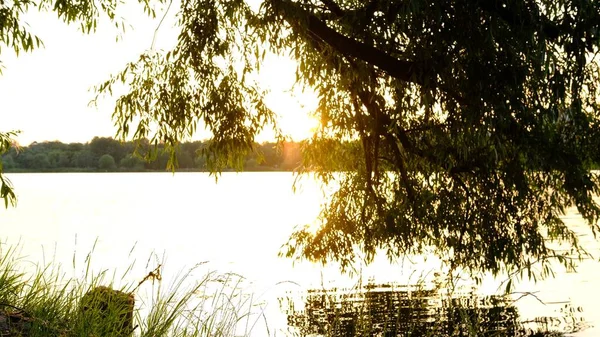 Scenic Uitzicht Prachtige Zonsondergang Boven Rivier Zomeravond Met Wilg Voorgrond — Stockfoto