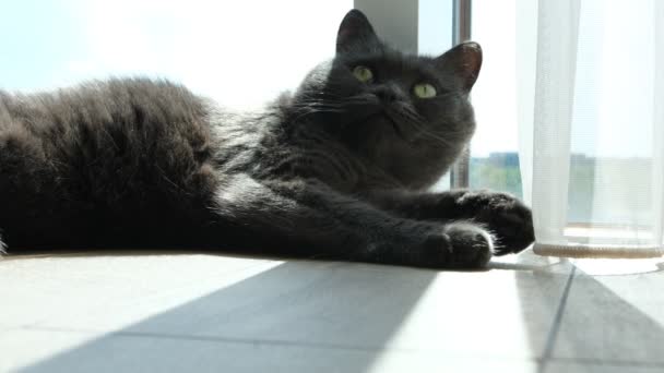 Cute Scottish Fold Grey Cat Green Eyes Looks Out Window — Stok video
