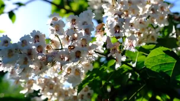 Blommor Catalpa Bigon Liknande Native American Bean Tree Catalpa Vulgaris — Stockvideo