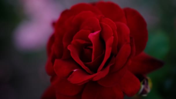 Blured Close Beautiful Pink Rose — 图库视频影像