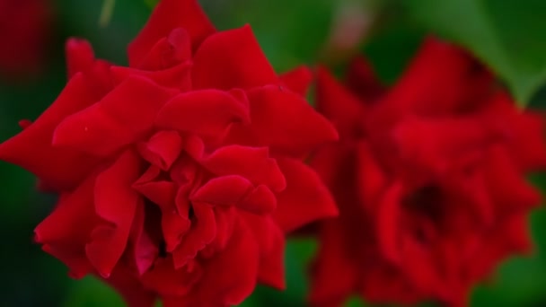 Blured Nahaufnahme Schöne Rosa Rose — Stockvideo