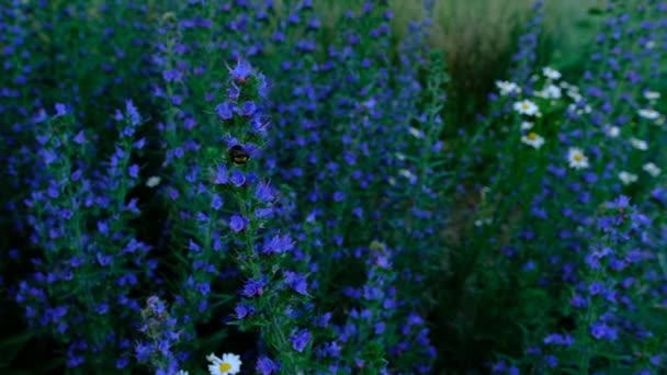 Echium Vulgare Flowers Bumble Bee Beautiful Blue Flowers Dark Background — Stockvideo