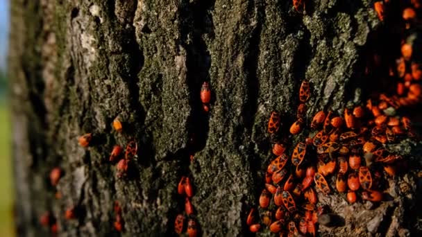 Detailní Záběr Červených Brouků Stromové Kůře Slunci — Stock video