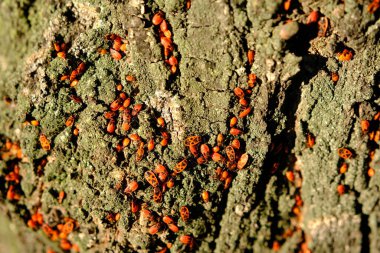 Güneş ışığında ağaç kabuğundaki kırmızı böceklerin yakın çekimi.