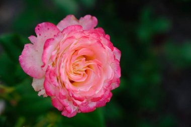 Taze yeşil yapraklı yumuşak pembe güller ve sığ alan derinliğinde bokeh bulanıklığı. Yumuşak odak