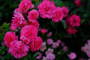 Taze yeşil yapraklı yumuşak pembe güller ve sığ alan derinliğinde bokeh bulanıklığı. Yumuşak odak