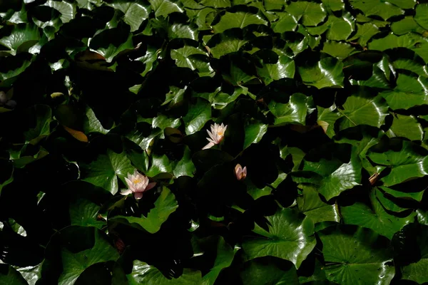 Pohled Shora Lekníny Bílými Květy Rybníku — Stock fotografie