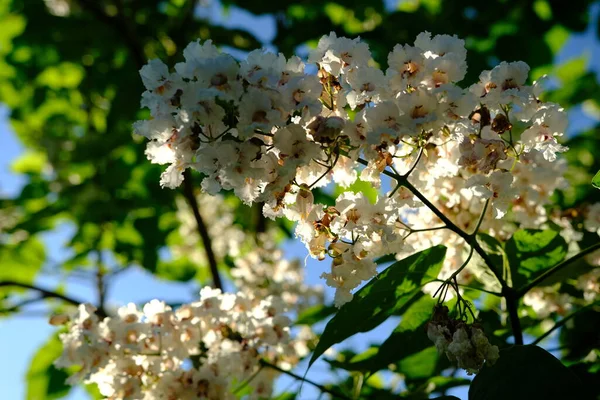 Kwiaty Catalpa Bigon Indiańskie Drzewo Fasolowe Catalpa Vulgaris Catalpa Lilac — Zdjęcie stockowe