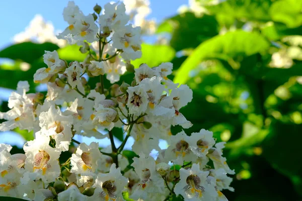 Kwiaty Catalpa Bigon Indiańskie Drzewo Fasolowe Catalpa Vulgaris Catalpa Lilac — Zdjęcie stockowe