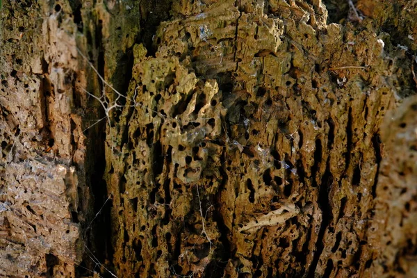 Térmita Comeu Closeup Madeira Floresta Verão Com Vestígios Lesma — Fotografia de Stock