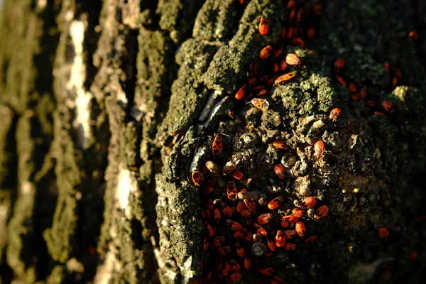 Closeup Red Bugs Tree Bark Sunlights — Foto Stock