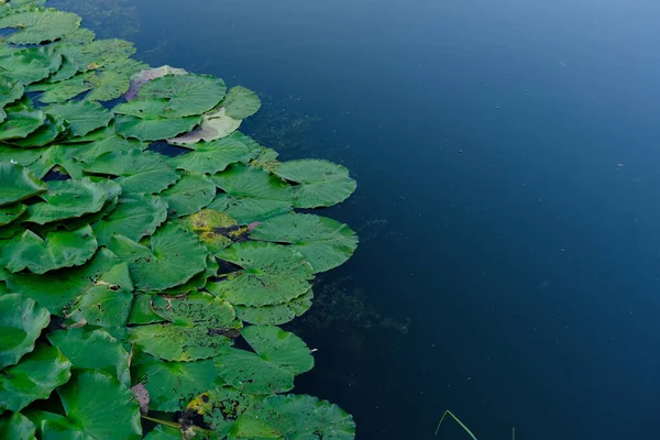 Top View Water Lilies Big Green Plates Leafs Lake — Photo