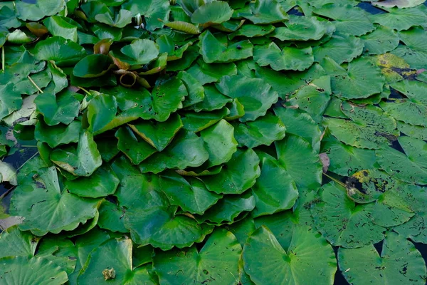 Top View Water Lilies Big Green Plates Leafs Lake — Photo