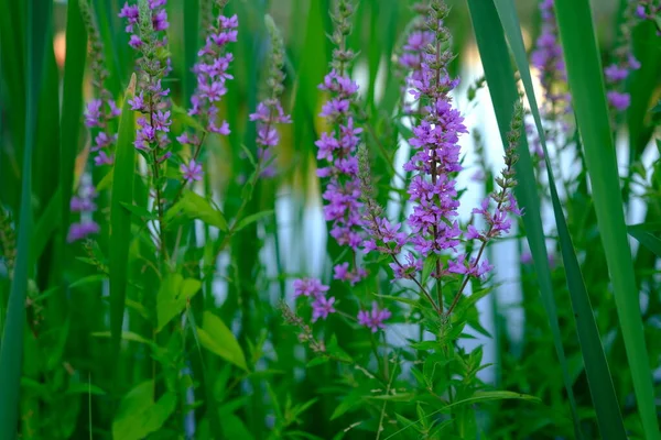 Фиолетовый Надувной Цветок Lythrum Salicaria Реке Амонд Тростниковый — стоковое фото
