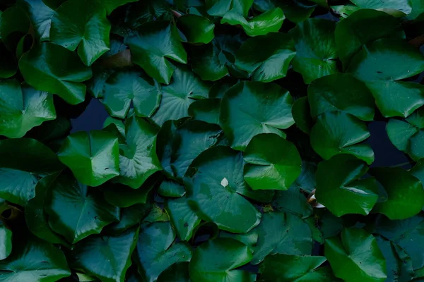 Widok Góry Lilie Wodne Dużych Zielonych Płyt Liści Jeziorze — Zdjęcie stockowe