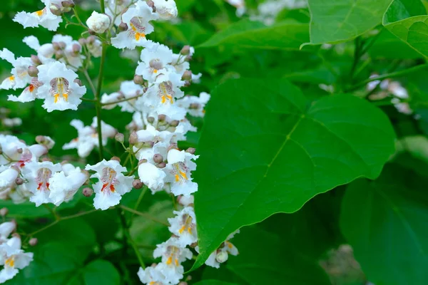 Kwiaty Catalpa Bigon Indiańskie Drzewo Fasolowe Catalpa Vulgaris Catalpa Lilac — Zdjęcie stockowe