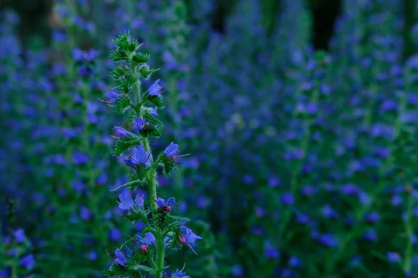 Echium Vulgare Flowers Bumble Bee Beautiful Blue Flowers Dark Background — Fotografia de Stock