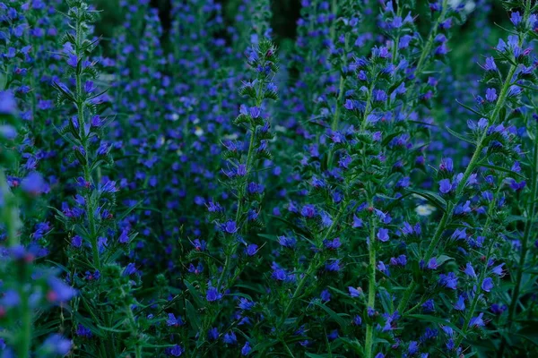Echium Vulgare Flowers Bumble Bee Beautiful Blue Flowers Dark Background — Foto de Stock