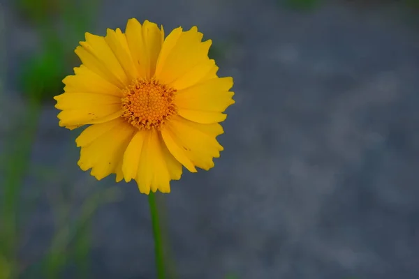 Una Macro Toma Una Flor Coreopsis Amarilla —  Fotos de Stock