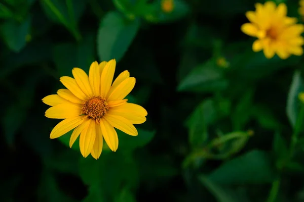 Una Macro Toma Una Flor Coreopsis Amarilla —  Fotos de Stock