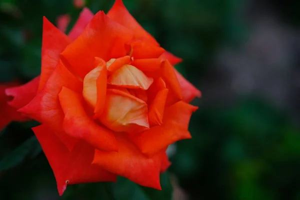 Rose Arancioni Fondo Fresco Foglia Verde Bokeh Blure Con Profondità — Foto Stock