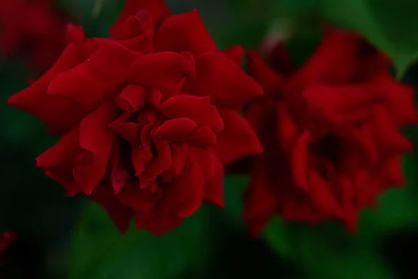 Blured Close Beautiful Pink Rose — Stok fotoğraf