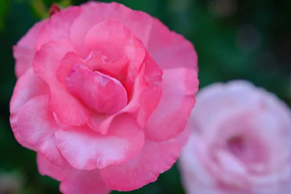 Soft Pink Roses Fresh Green Leaf Background Bokeh Blure Shallow — Stok fotoğraf