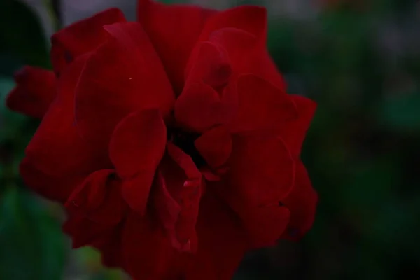 Zamazane Zbliżenie Piękna Różowa Róża — Zdjęcie stockowe
