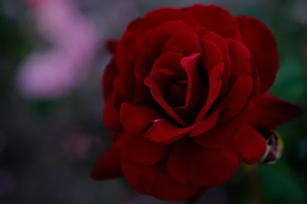 Blured Close Beautiful Pink Rose — Stok fotoğraf